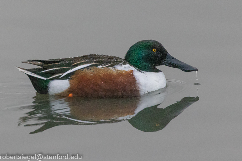 palo alto baylands 2021